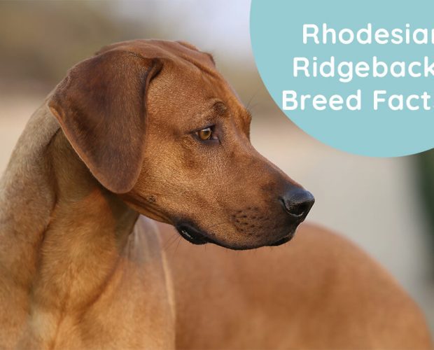 Rhodesian Ridgeback: Breed Facts & Information