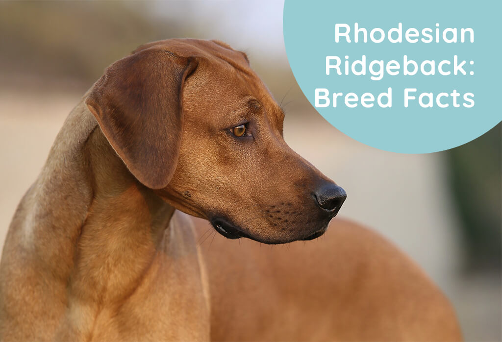 Rhodesian Ridgeback: Breed Facts & Information