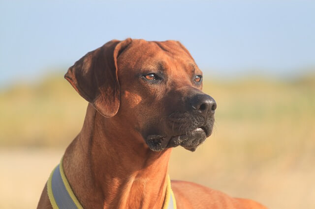 Rhodesian Ridgeback stripe of backward growing hair on their back