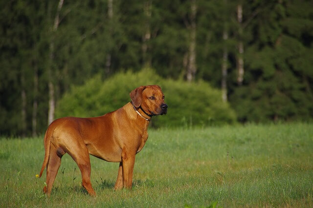 Rhodesian Ridgeback on the grassfield