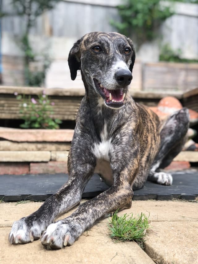 Brindle Lurcher dog breed