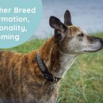Lurcher Breed Information, Personality, Grooming