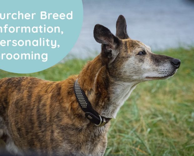 Lurcher Breed Information, Personality, Grooming