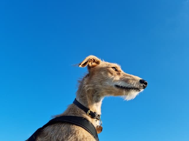 Lurcher dog breed