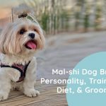Mal-shi Dog Breed Personality, Training, Diet, & Grooming
