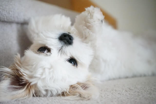 Mal-shi Dog laying on the sofa