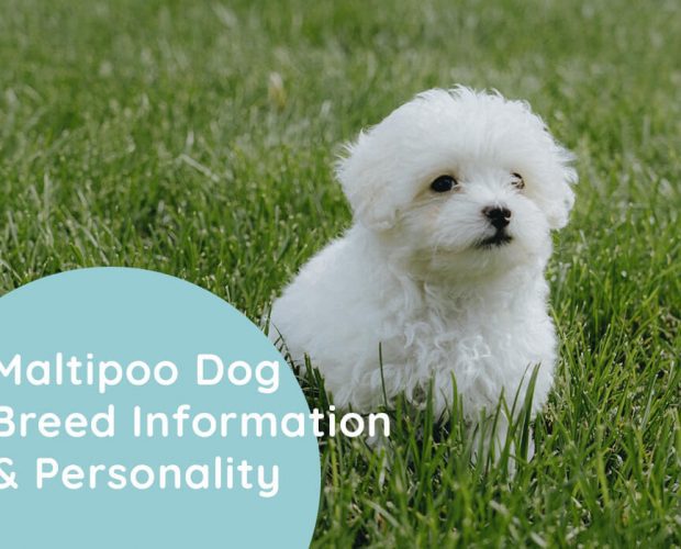 Maltipoo Dog Breed Information & Personality