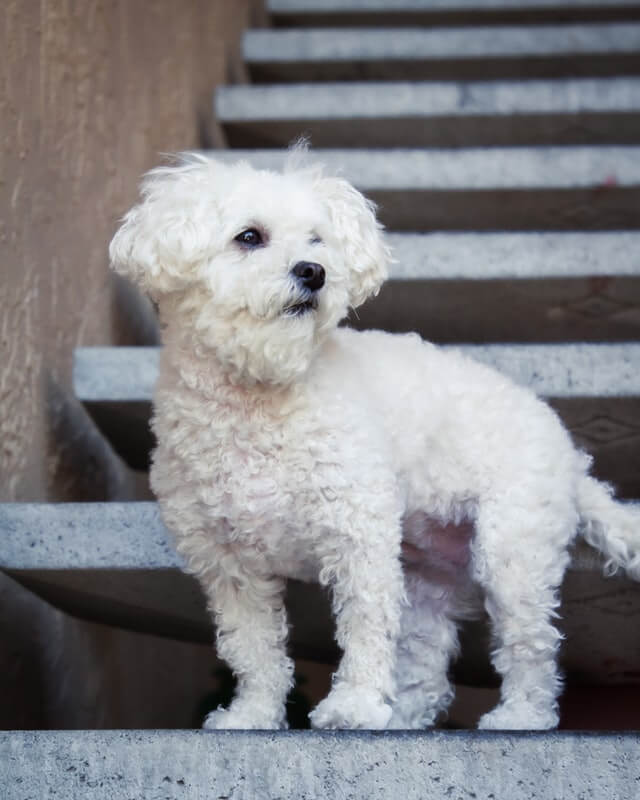 Maltipoo Dog Breed