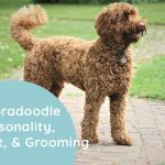 Labradoodle Personality, Diet, & Grooming