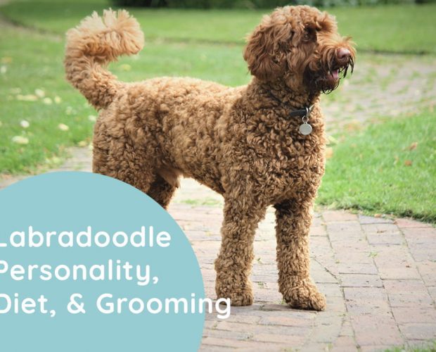 Labradoodle Personality, Diet, & Grooming