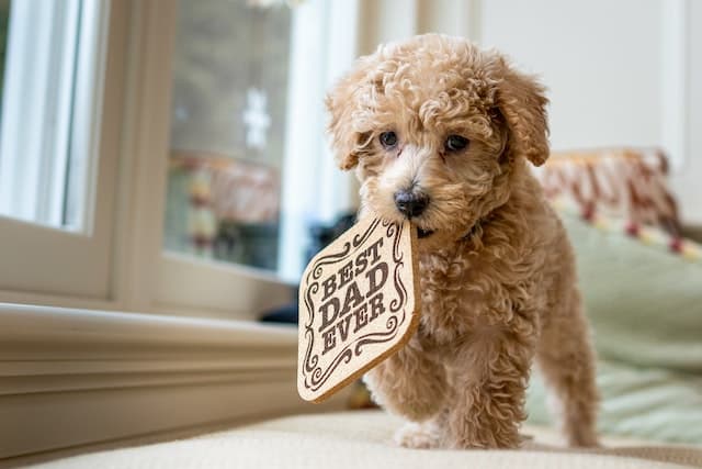 Labradoodle dog biting a plate wood that says Best Dad Ever