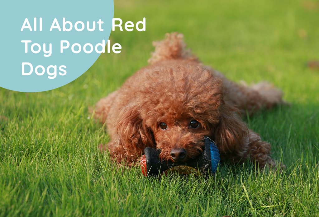 Red Toy Poodle Dog Information