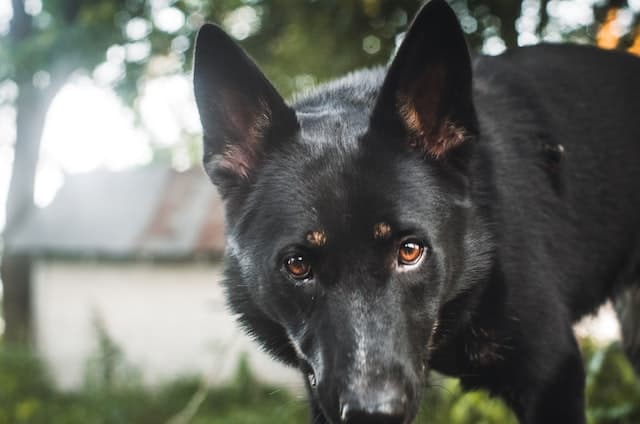 Black German Shepherd dog