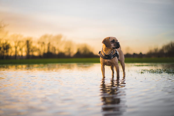 Brown Puggle Dog at the pond in a sunset