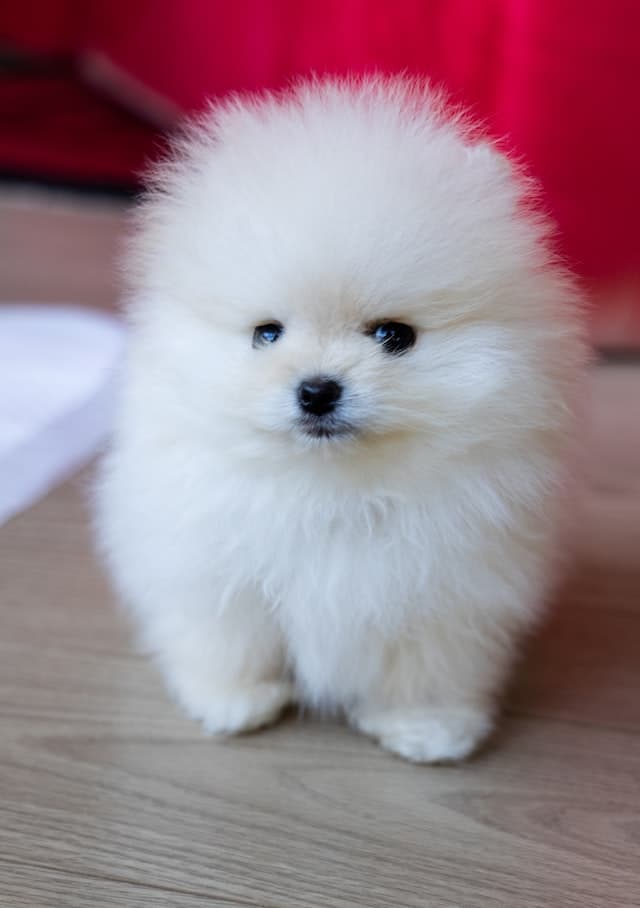 Cute White Teacup Pomeranian dog