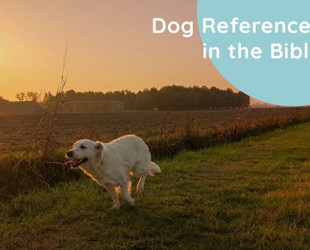 Dog References in the Bible
