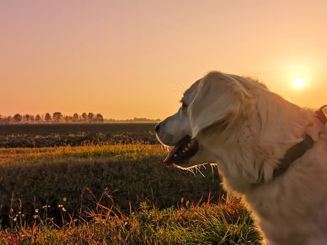 Dog in the sunrise or sunset