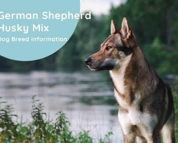 German Shepherd Husky Mix Dog Breed Information