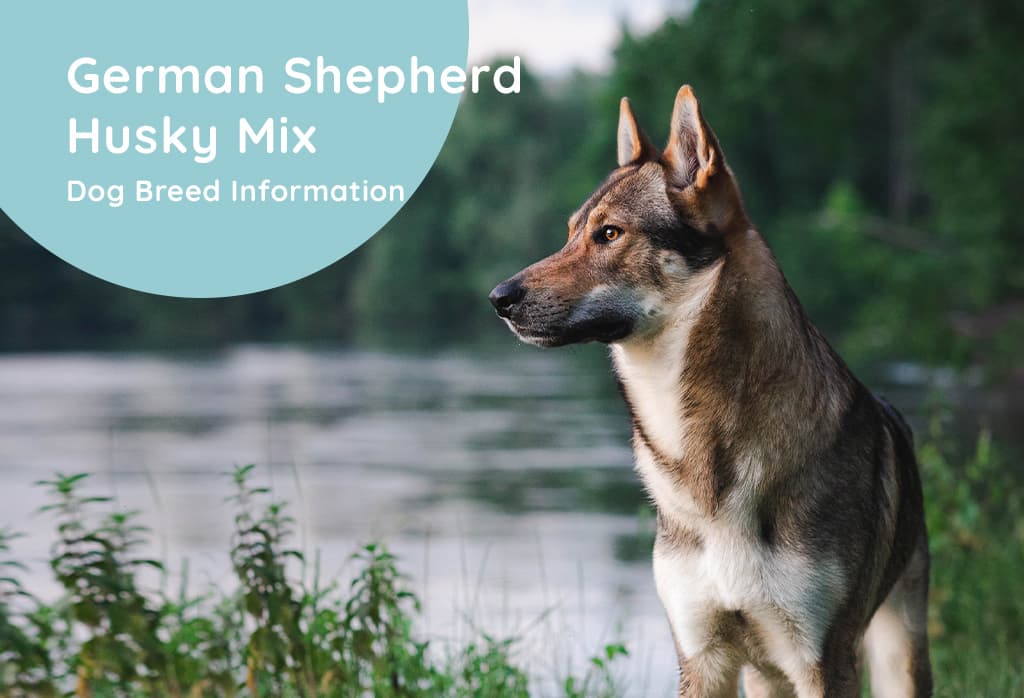 German Shepherd Husky Mix Dog Breed Information