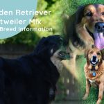 Golden Retriever Rottweiler Mix Dog Breed Information