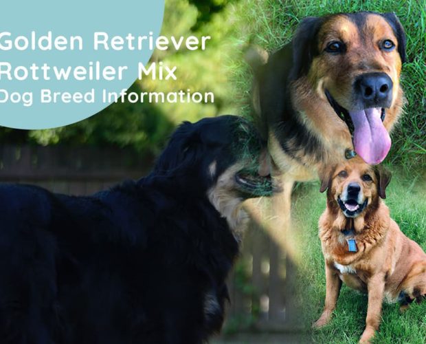 Golden Retriever Rottweiler Mix Dog Breed Information