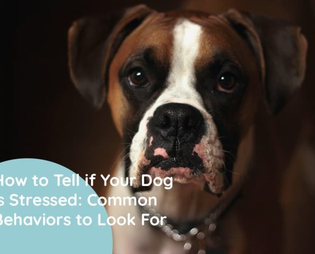 How to Tell if Your Dog is Stressed Common Behaviors to Look For