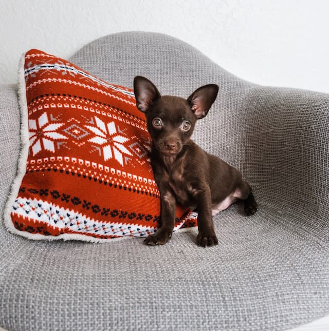 Tan or brown Pomchi dog sitting on a chair with a duvet on its side