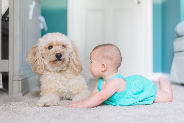 Poodle looking at a baby