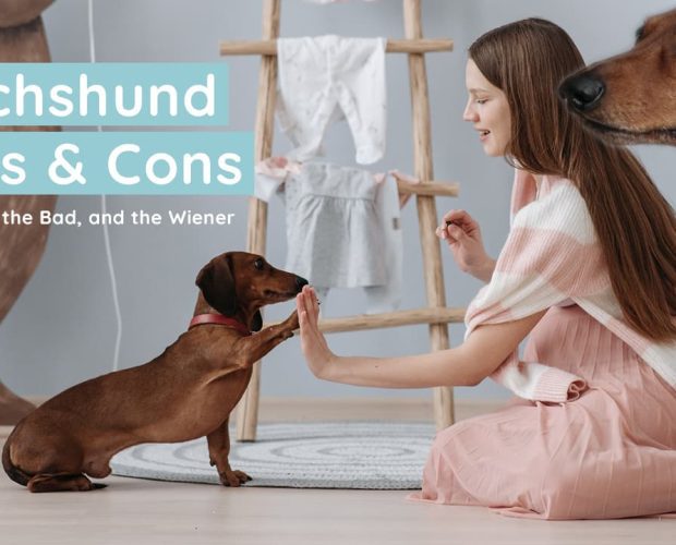 Pros and Cons Owning a Dachshund