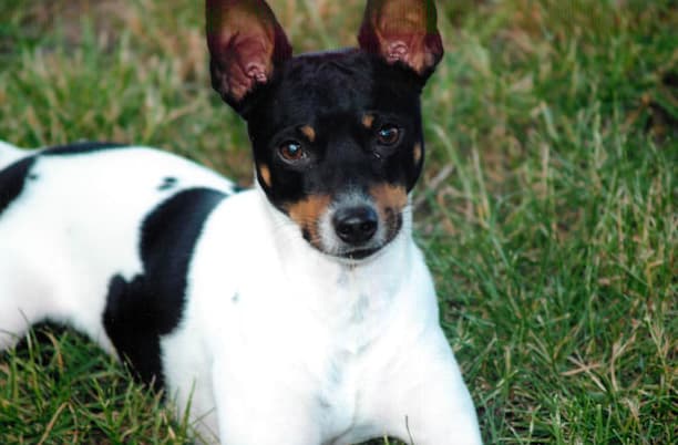 Rat Terrier dog sitting on the grass