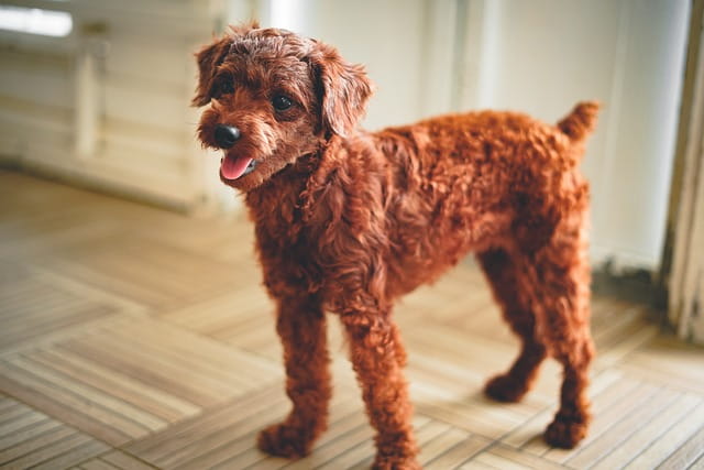 Red Toy Poodle Dog standing