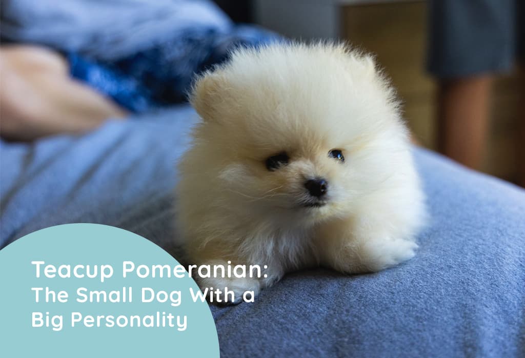 Teacup Pomeranian: The Small Dog With a Big Personality