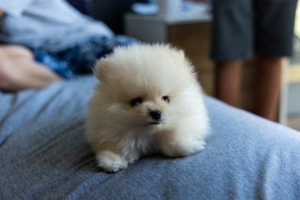 Teacup Pomeranian dog white