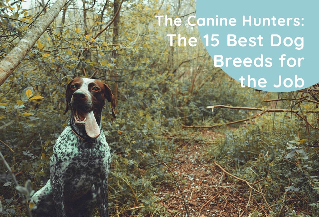 The Canine Hunters: The 15 Best Dog Breeds for the Job (dog breeds for hunting)