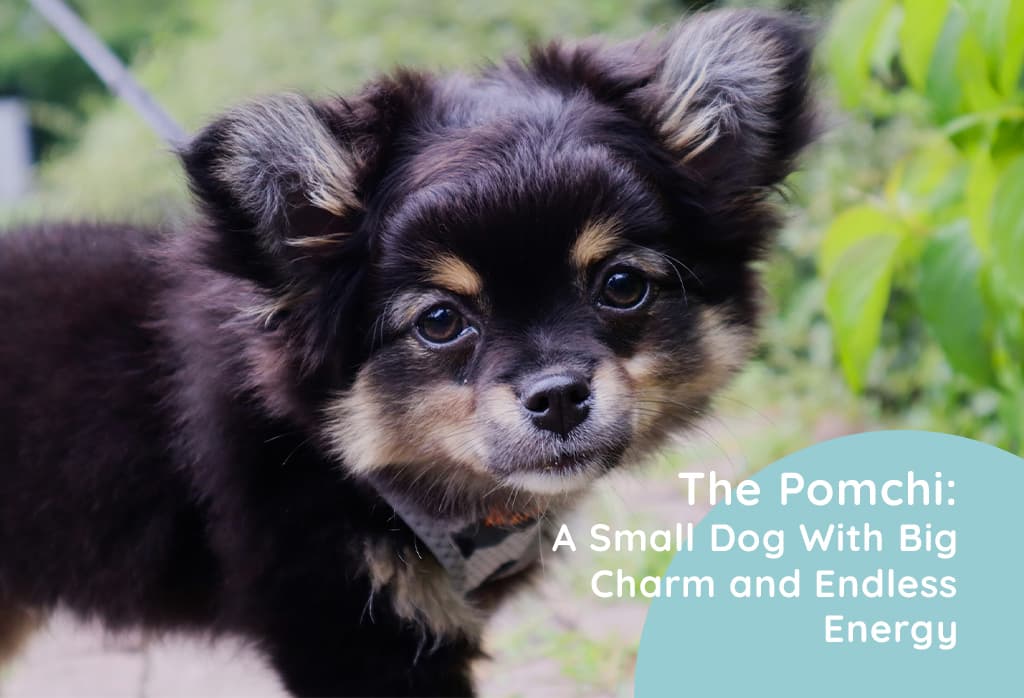 The Pomchi: A Small Dog With Big Charm and Endless Energy