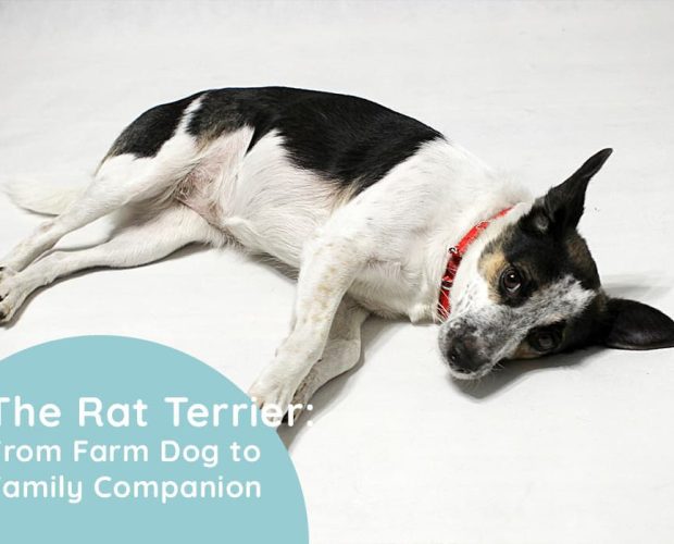 The Rat Terrier: From Farm Dog to Family Companion