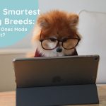 The Smartest Dog Breeds: Which Ones Made the Cut?