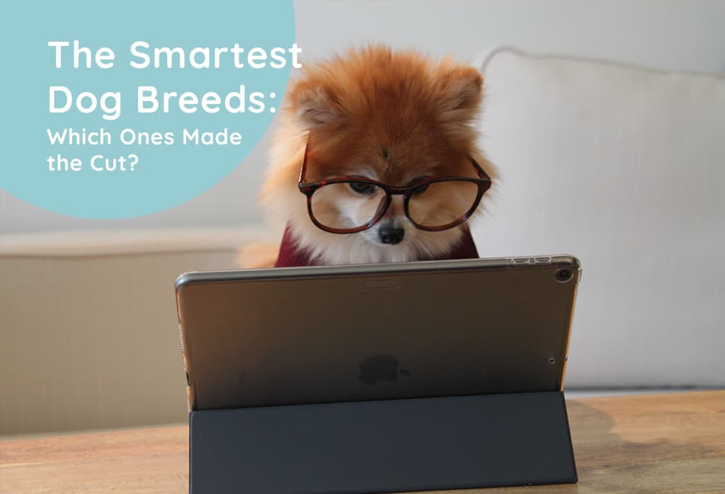 The Smartest Dog Breeds: Which Ones Made the Cut?