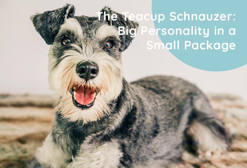 The Teacup Schnauzer: Big Personality in a Small Package