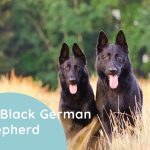 What Is an All-Black German Shepherd