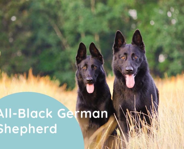 What Is an All-Black German Shepherd