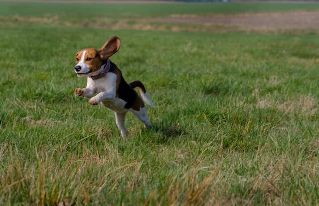 energetic Beagle jumping around