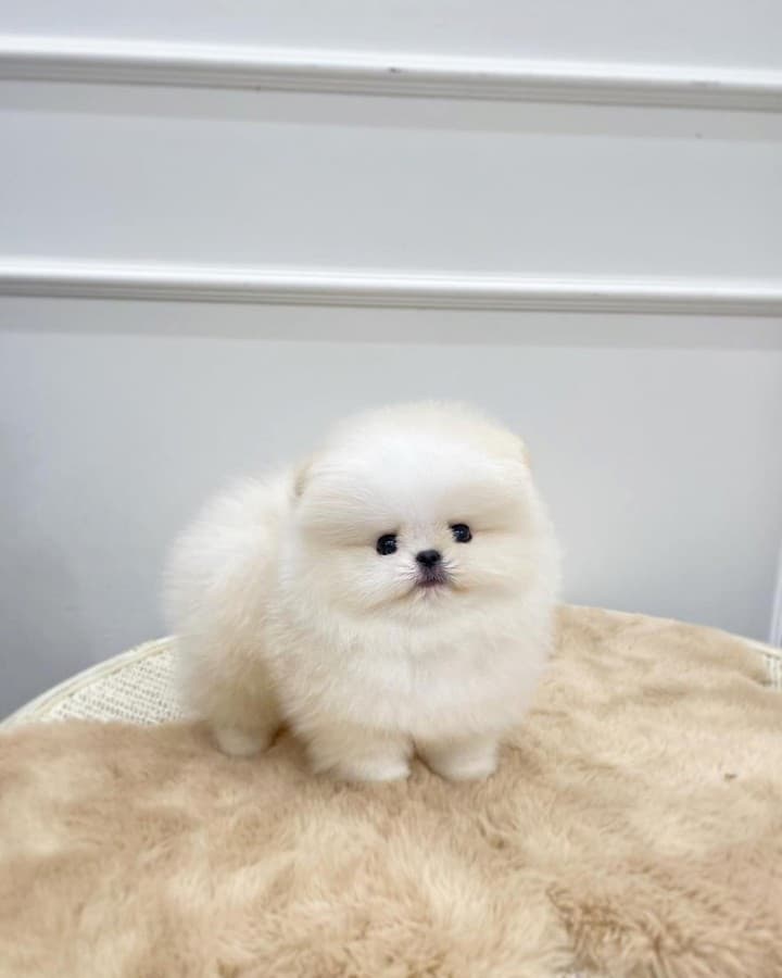 white Teacup Pomeranian, cute dog
