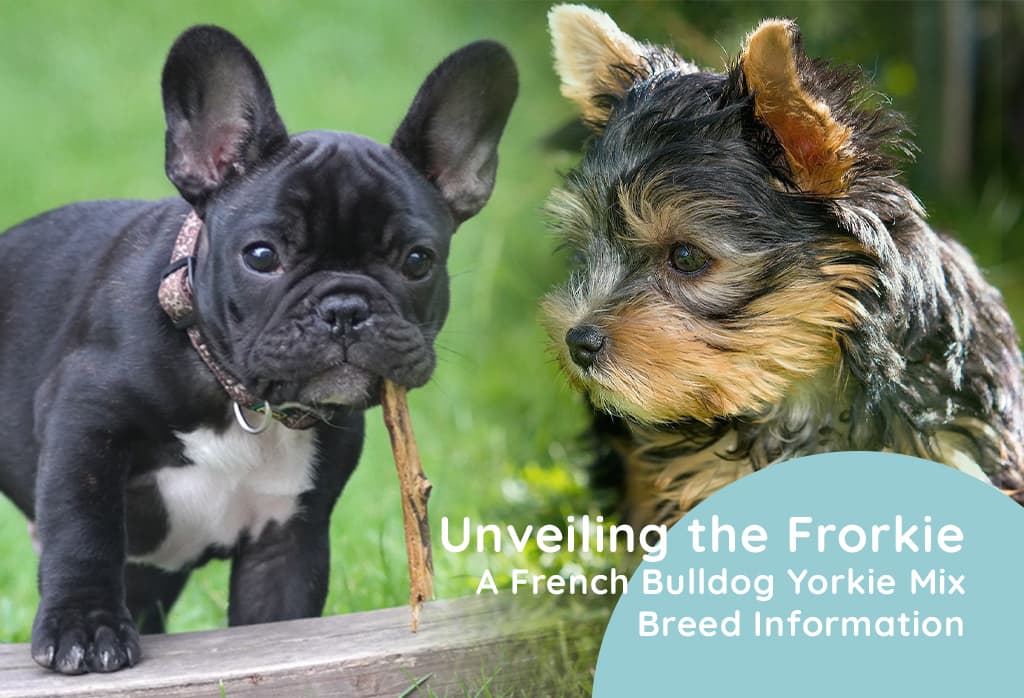 what does a yorkie and a french bulldog look like?