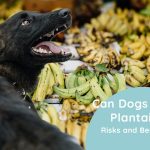Can Dogs Eat Plantains? Risks and Benefits of Plantains