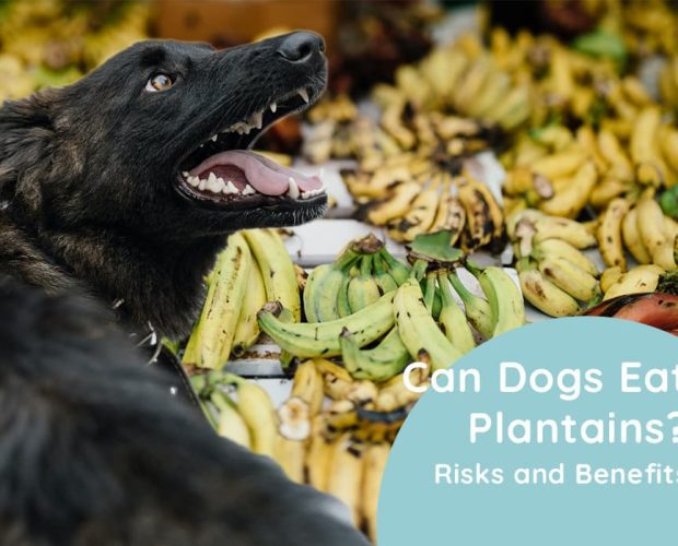 Can Dogs Eat Plantains? Risks and Benefits of Plantains