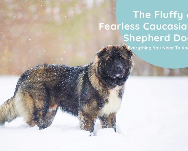 Caucasian Shepherd Dog History, Appearance, Temperament and More