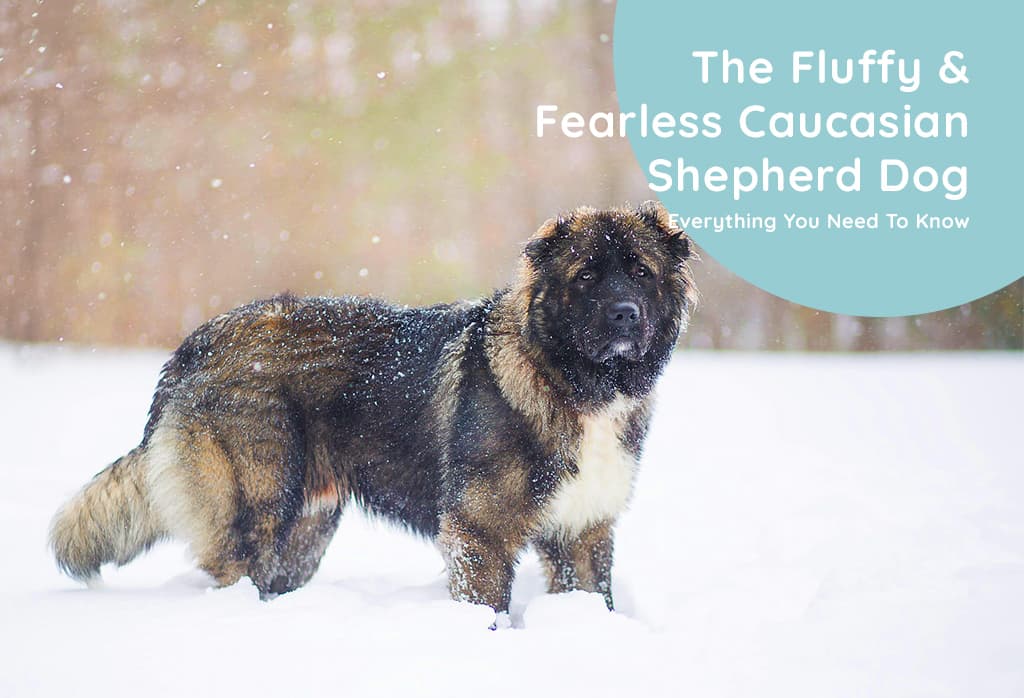 Caucasian Shepherd Dog History, Appearance, Temperament and More