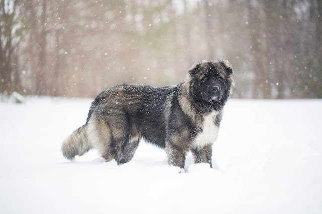 Caucasian Shepherd Dog in the snow
