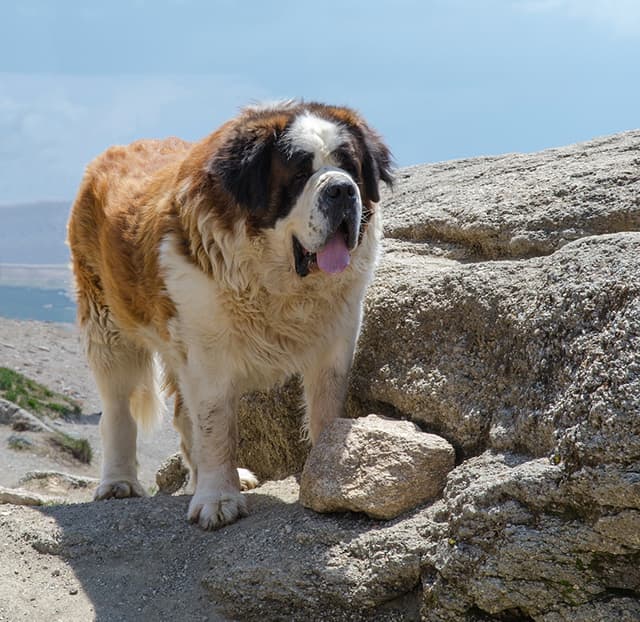 Caucasian Shepherd Dog beside a rock, under the sun